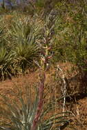 Image of Puya coerulea var. coerulea