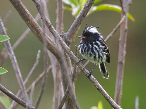 Image of Black-crested Tit-Tyrant