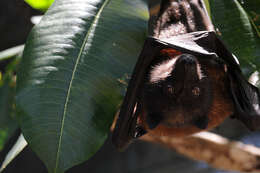 Image of Marianas Flying Fox