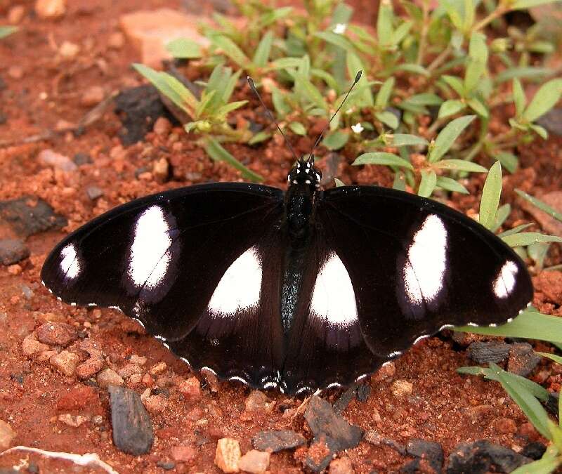 Image of False Plain Tiger