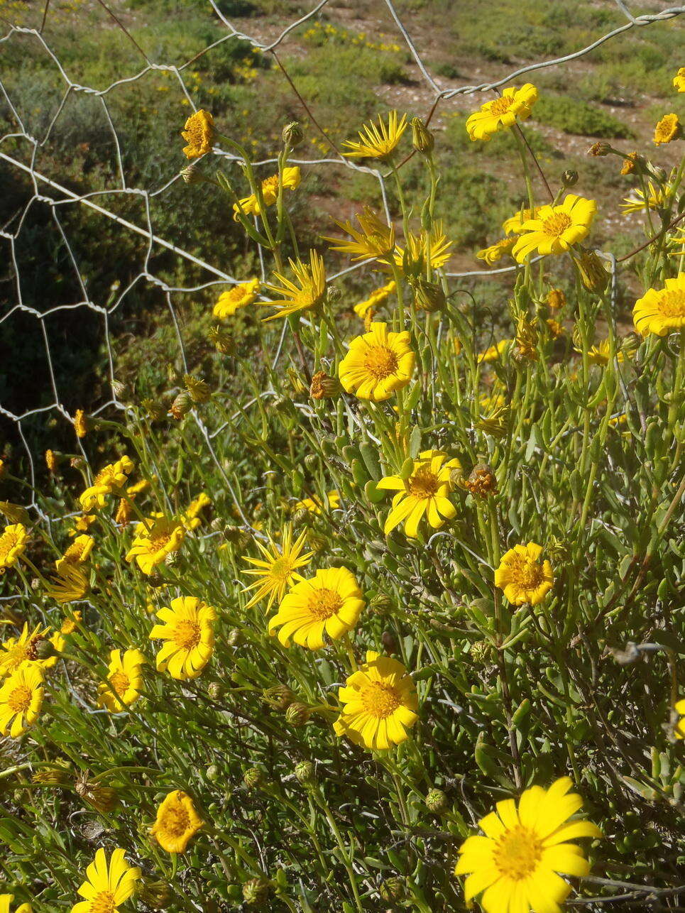 Plancia ëd Osteospermum sinuatum var. sinuatum