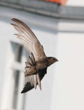 Image of swift, common swift