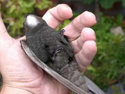 Image of swift, common swift