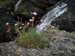 Hofmeisteria schaffneri (A. Gray) R. King & H. Rob.的圖片