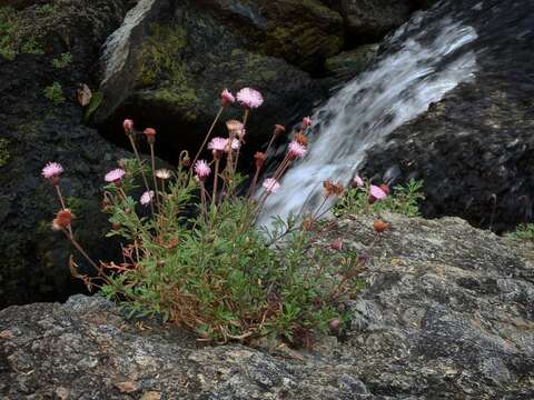 Image of Hofmeisteria schaffneri (A. Gray) R. King & H. Rob.