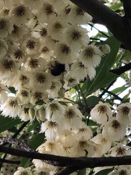 Image of Bombus eximius Smith 1852