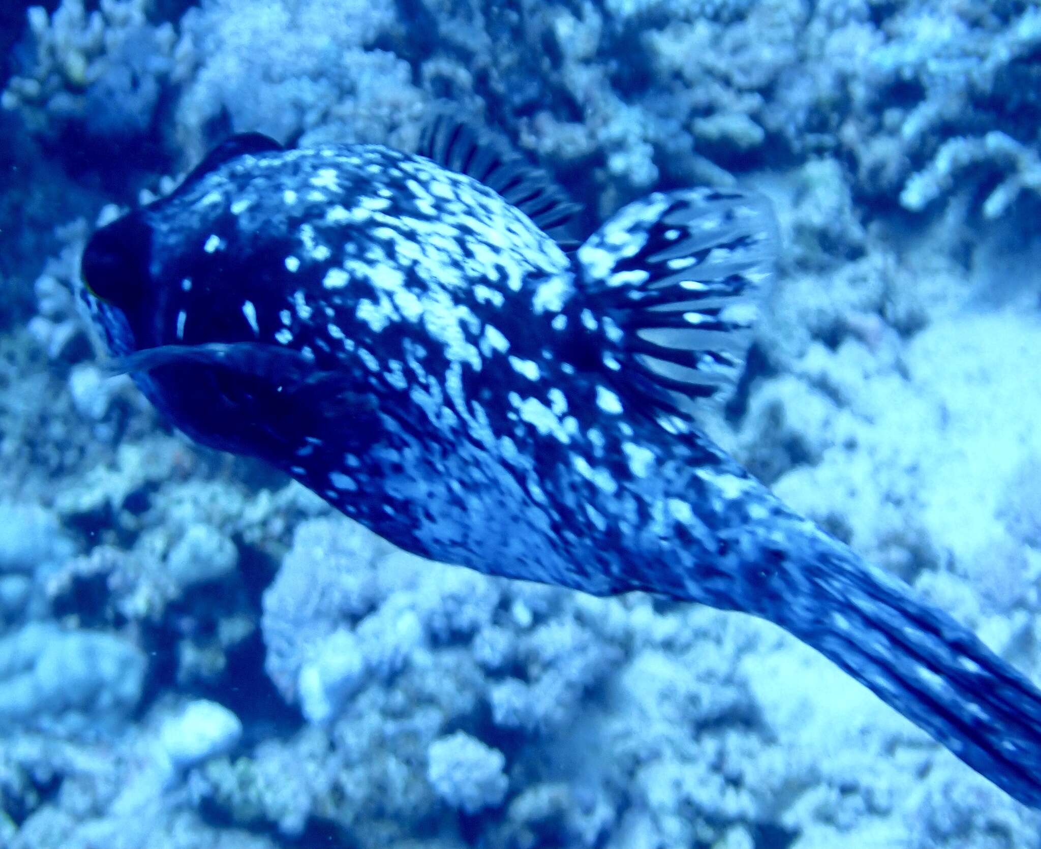 Image of Masked Puffer