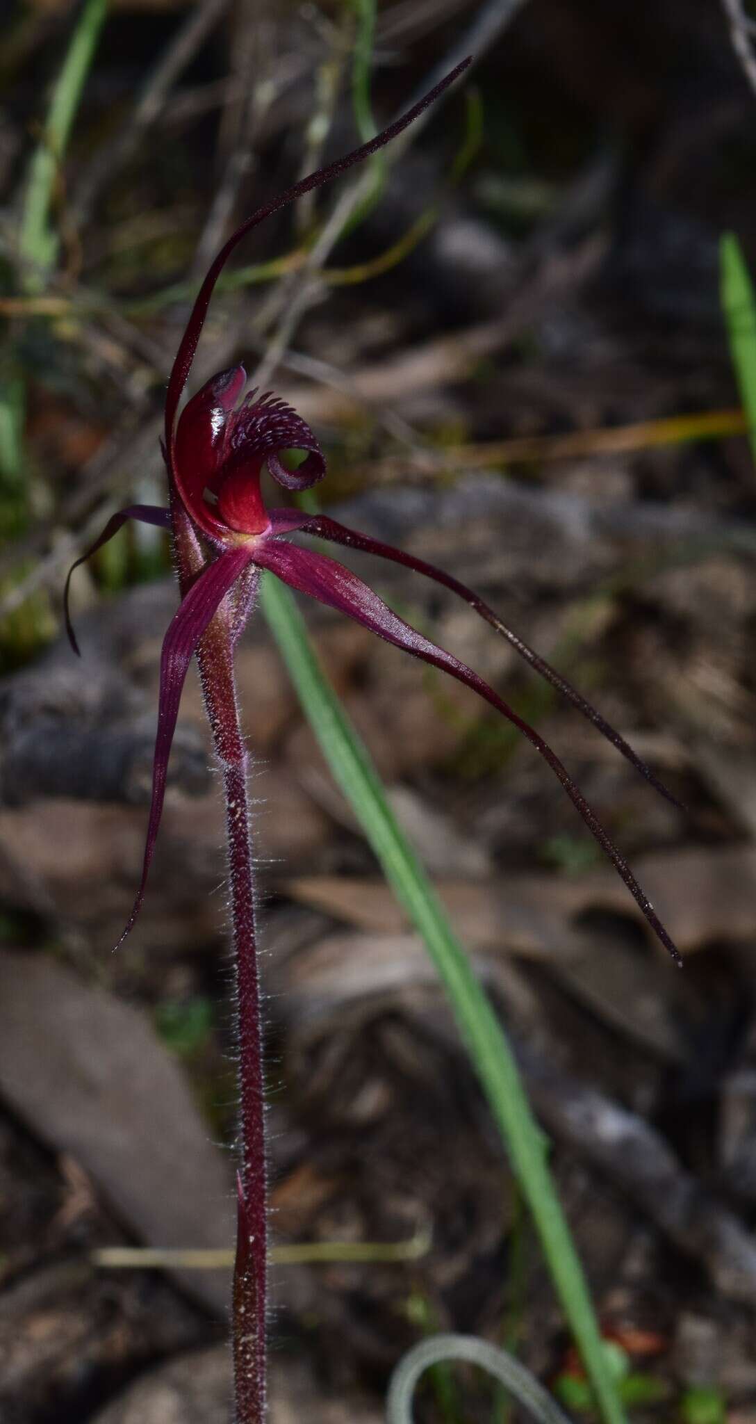 Imagem de Caladenia cruciformis D. L. Jones