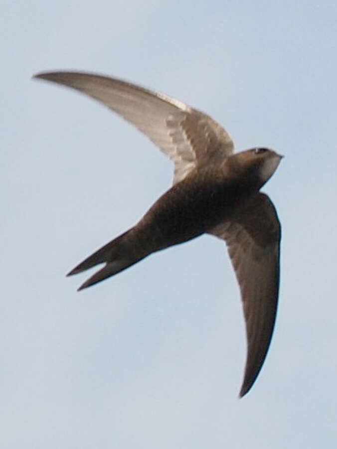 Image of swift, common swift