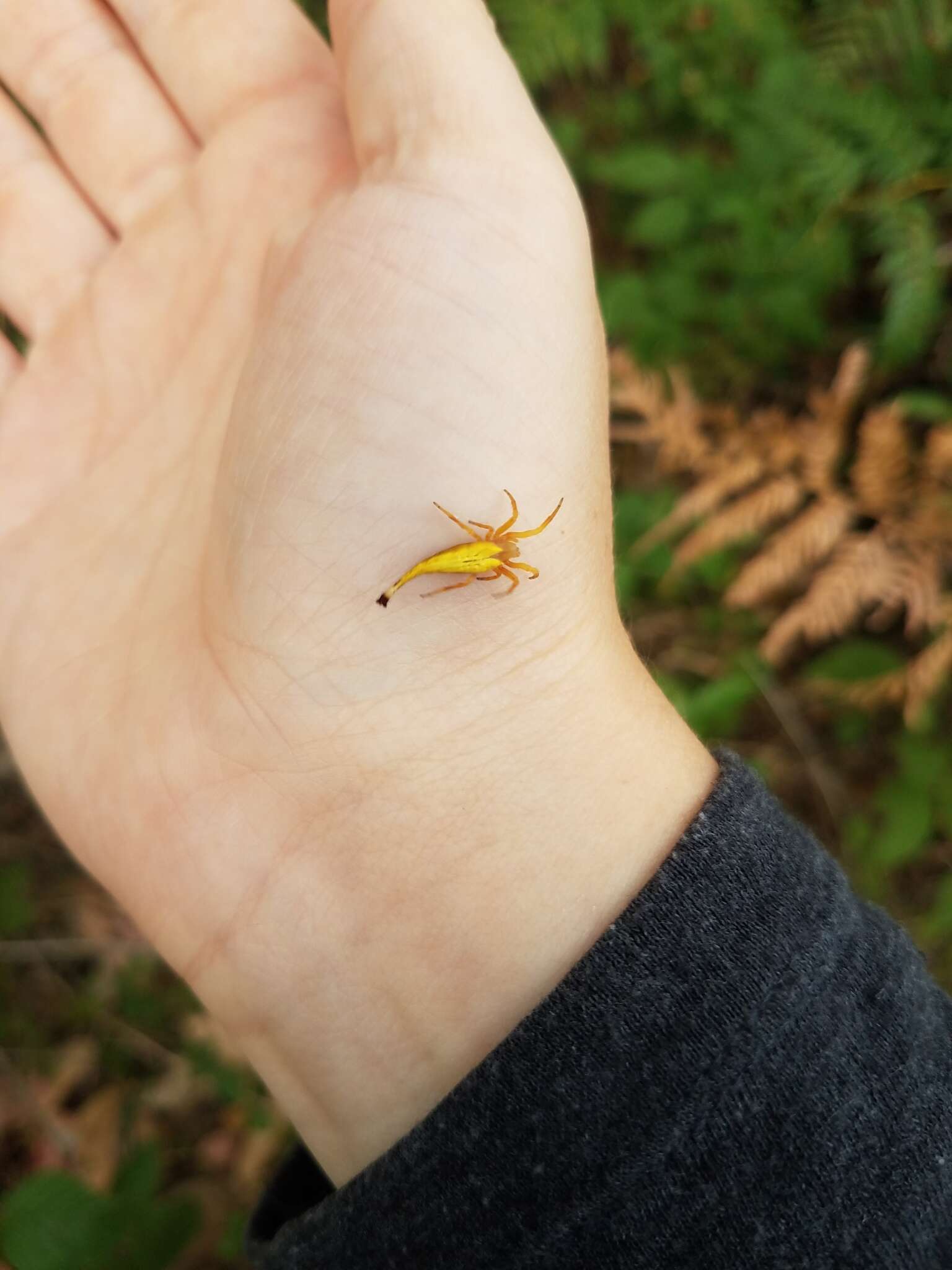 Image of Scorpion Tailed Spider