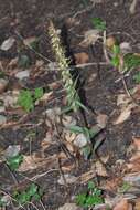 Image of Violet Helleborine