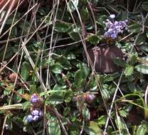 Image of dwarf ceanothus