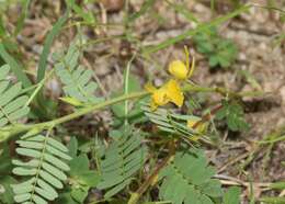 Imagem de Chamaecrista nictitans var. leptadenia