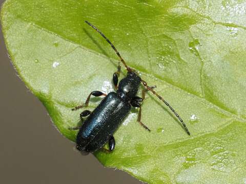 Image of Phymatodes (Phymatodellus) rufipes (Fabricius 1776)