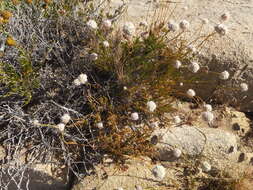 Image of Eastern Mojave buckwheat