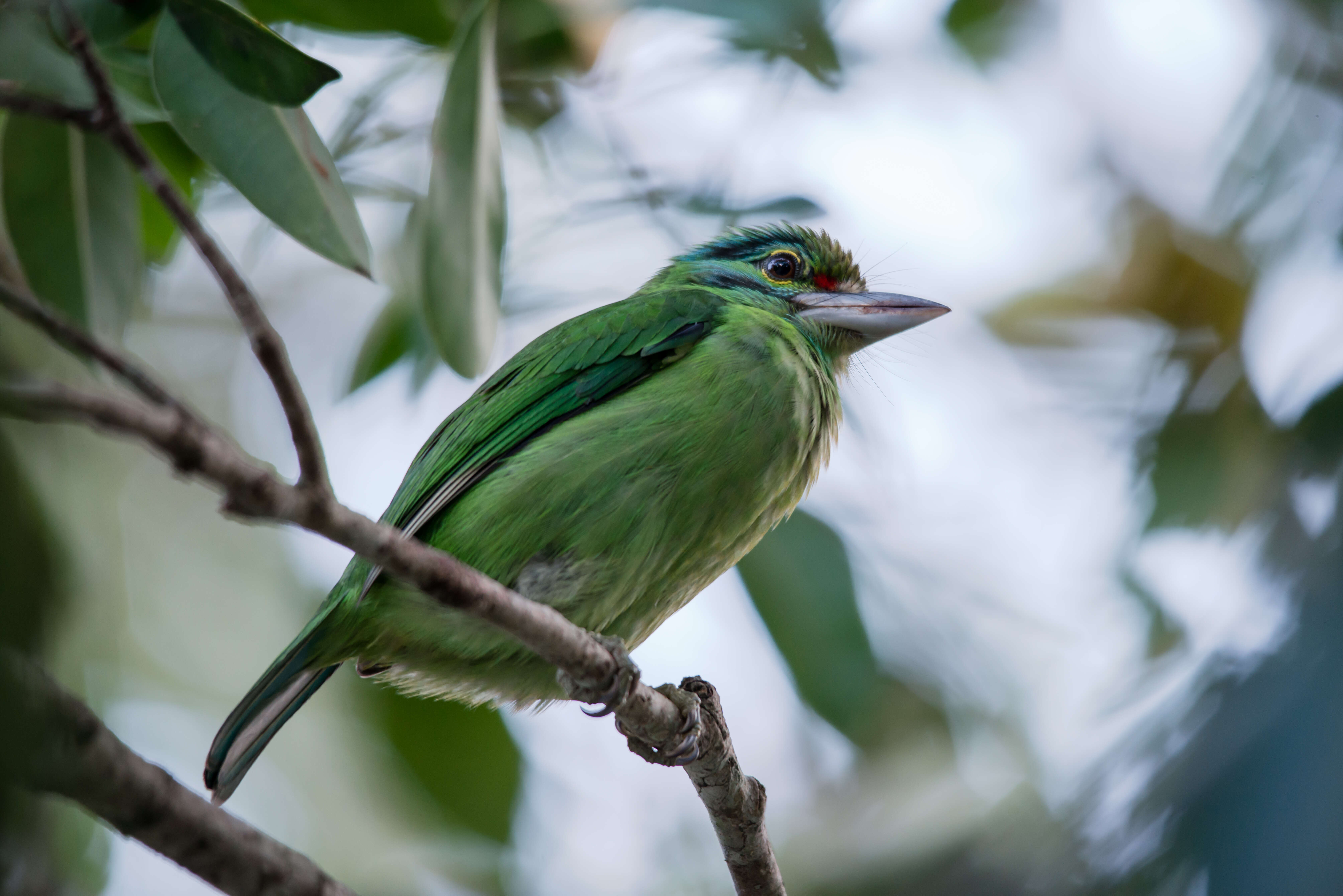 Image of Asian barbets