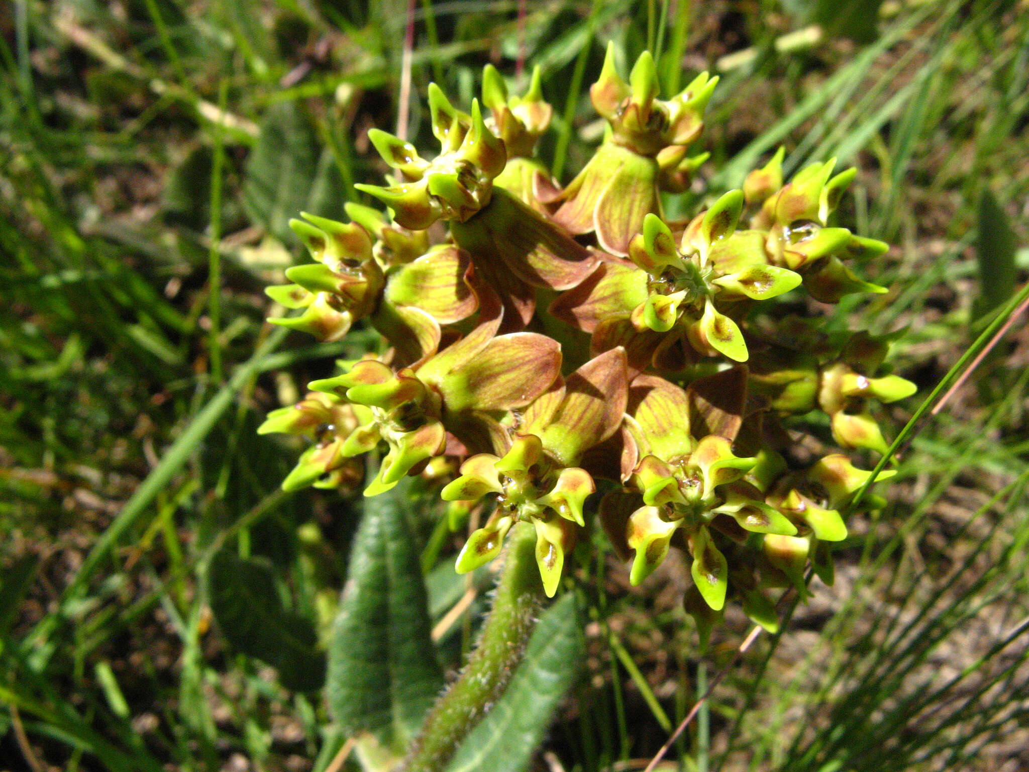 Image of Asclepias macropus (Schltr.) Schltr.