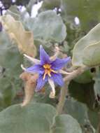 Image of Solanum lycocarpum A. St.-Hil.