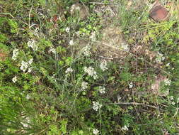 Image of <i>Helichrysum <i>rosum</i></i> var. rosum