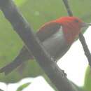 Image of Scarlet-and-white Tanager