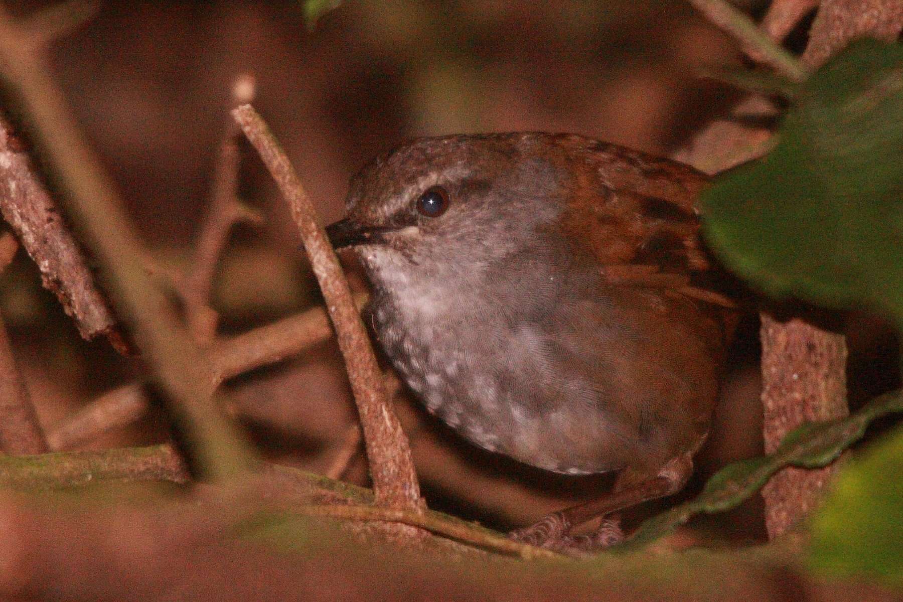 Image of Chestnut-backed Bush Warbler