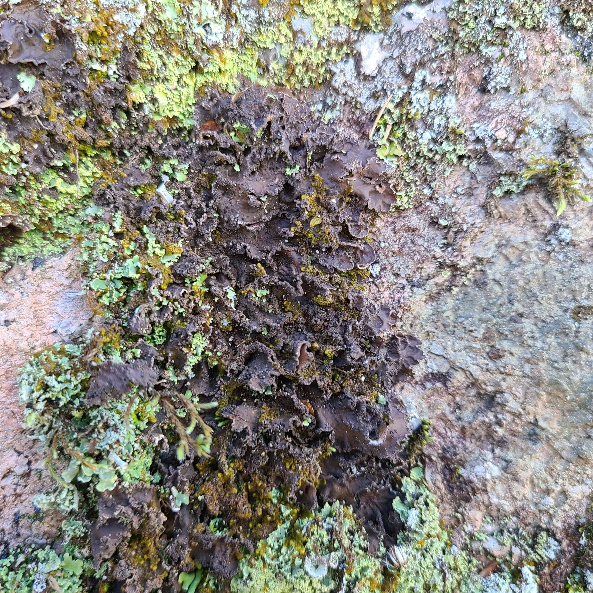 Image of Powdery kidney lichen