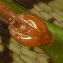 Image of Panorpa debilis Westwood 1846