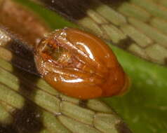 Image of Panorpa debilis Westwood 1846