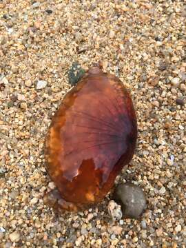 Image of sea nettle