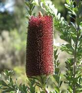 Image of cut-leaf banksia