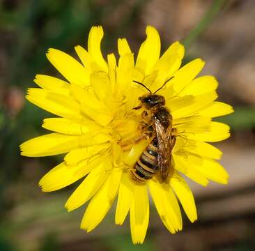 Image of Halictus scabiosae (Rossi 1790)