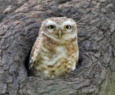 Image of Spotted Owlet