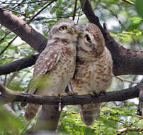 Image of Spotted Owlet