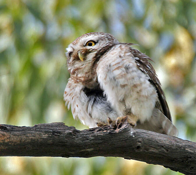 Image of Spotted Owlet