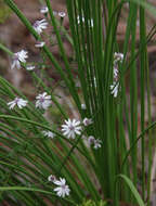 Sivun Olearia paucidentata (Steetz) F. Müll. ex Benth. kuva