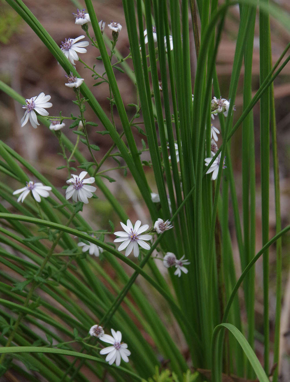 Sivun Olearia paucidentata (Steetz) F. Müll. ex Benth. kuva