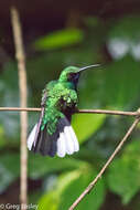 Image of White-tailed Sabrewing