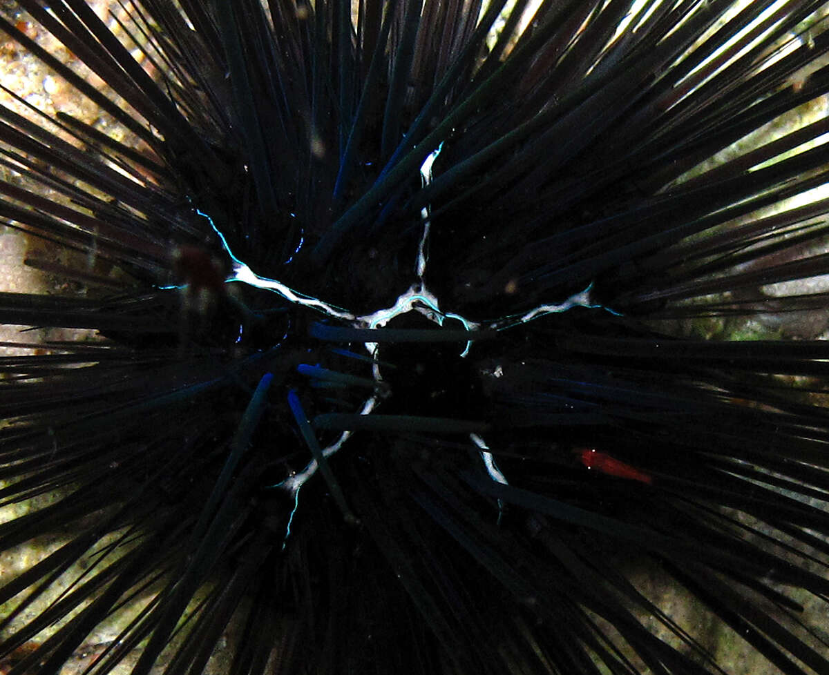 Image of Banded diadem urchin