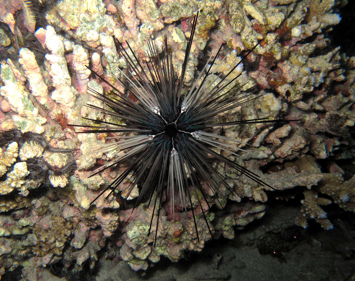 Image of Banded diadem urchin