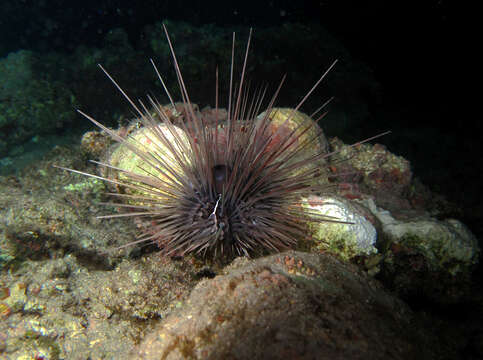 Image of Banded diadem urchin