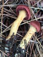 Image of Cortinarius smithii Ammirati, Niskanen & Liimat. 2013