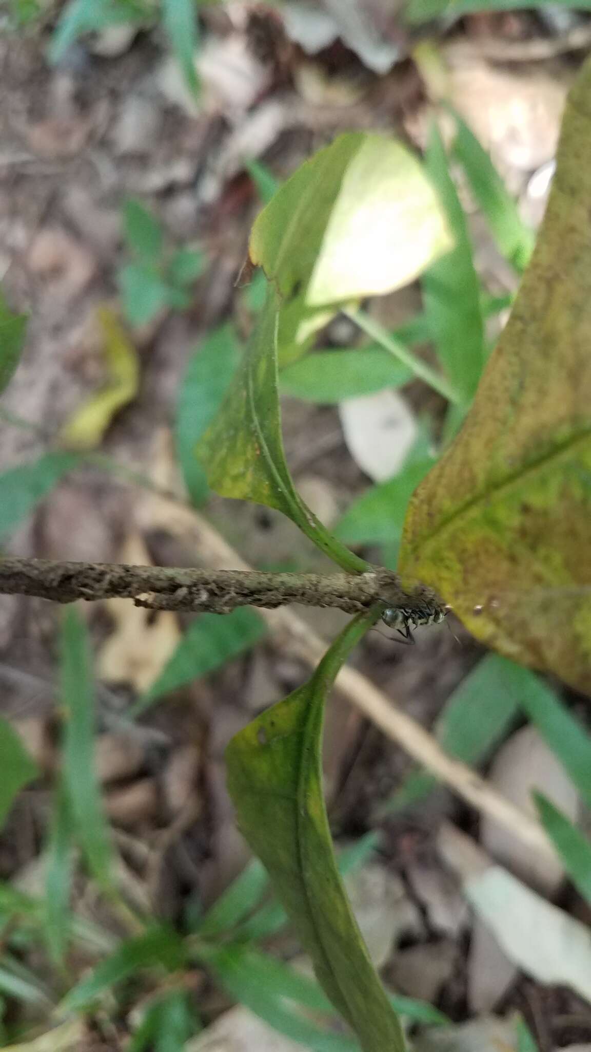 Image of Polyrhachis cupreata Emery 1895