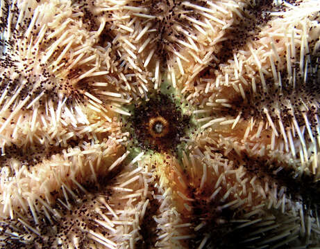 Image of Collector urchin