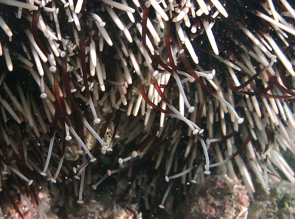 Image of Collector urchin