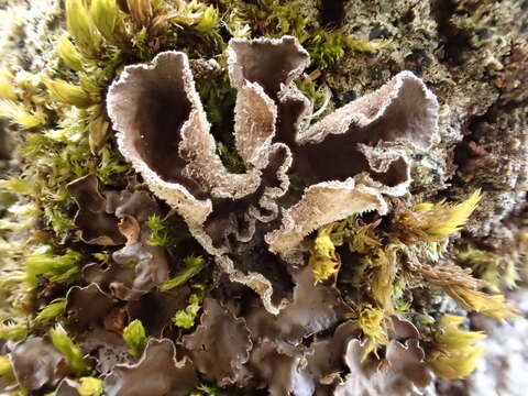 Image of spotted felt lichen