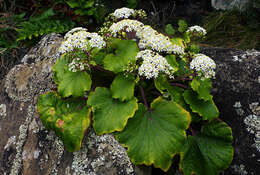 Plancia ëd Pericallis malvifolia (L'Hér.) B. Nord.