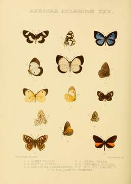 Imagem de Micropentila fuscula (Grose-Smith 1898)