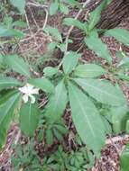 Image of Tabernaemontana amygdalifolia Jacq.