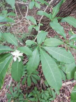 Plancia ëd Tabernaemontana amygdalifolia Jacq.