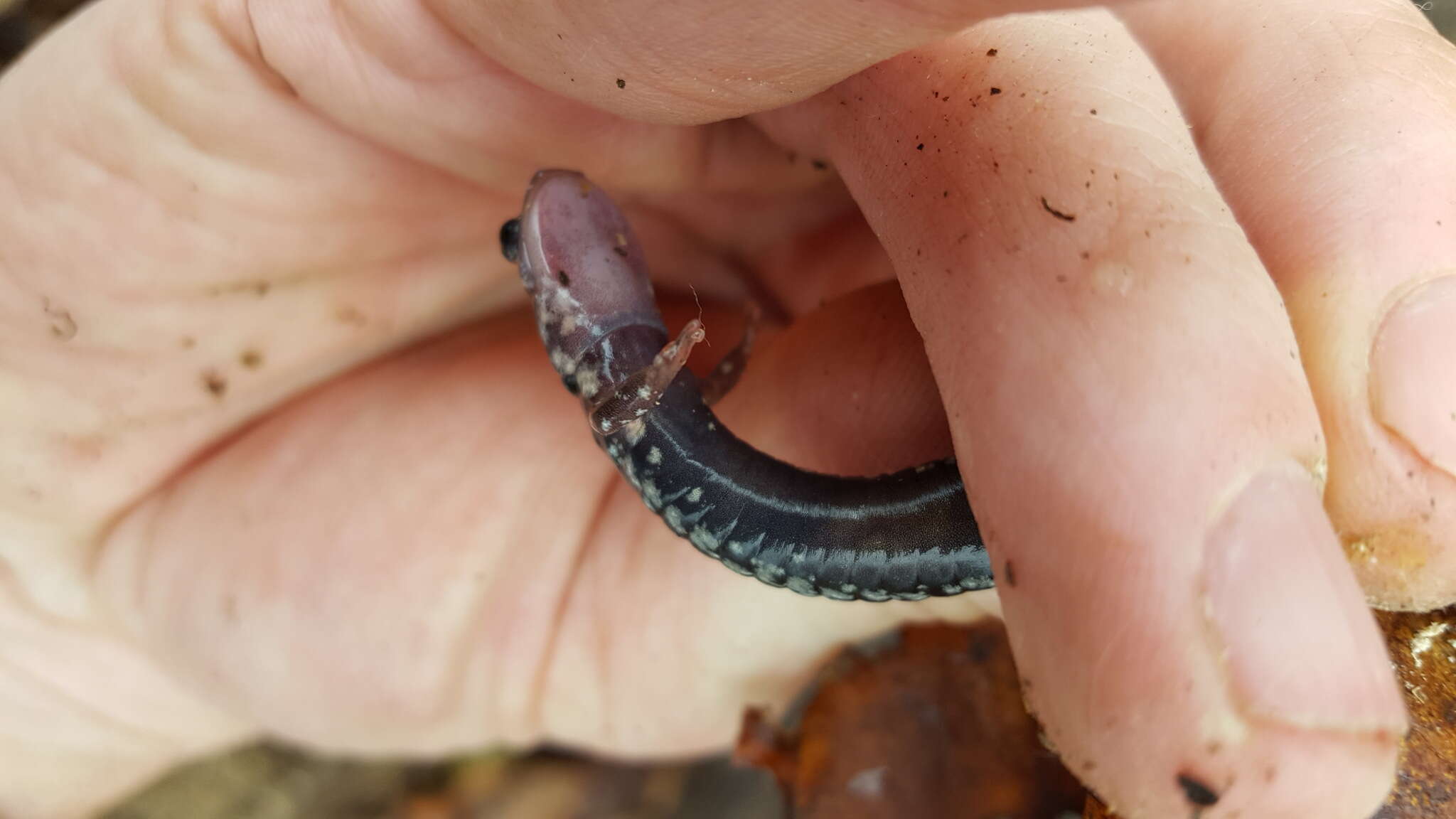 Plancia ëd Plethodon fourchensis Duncan & Highton 1979